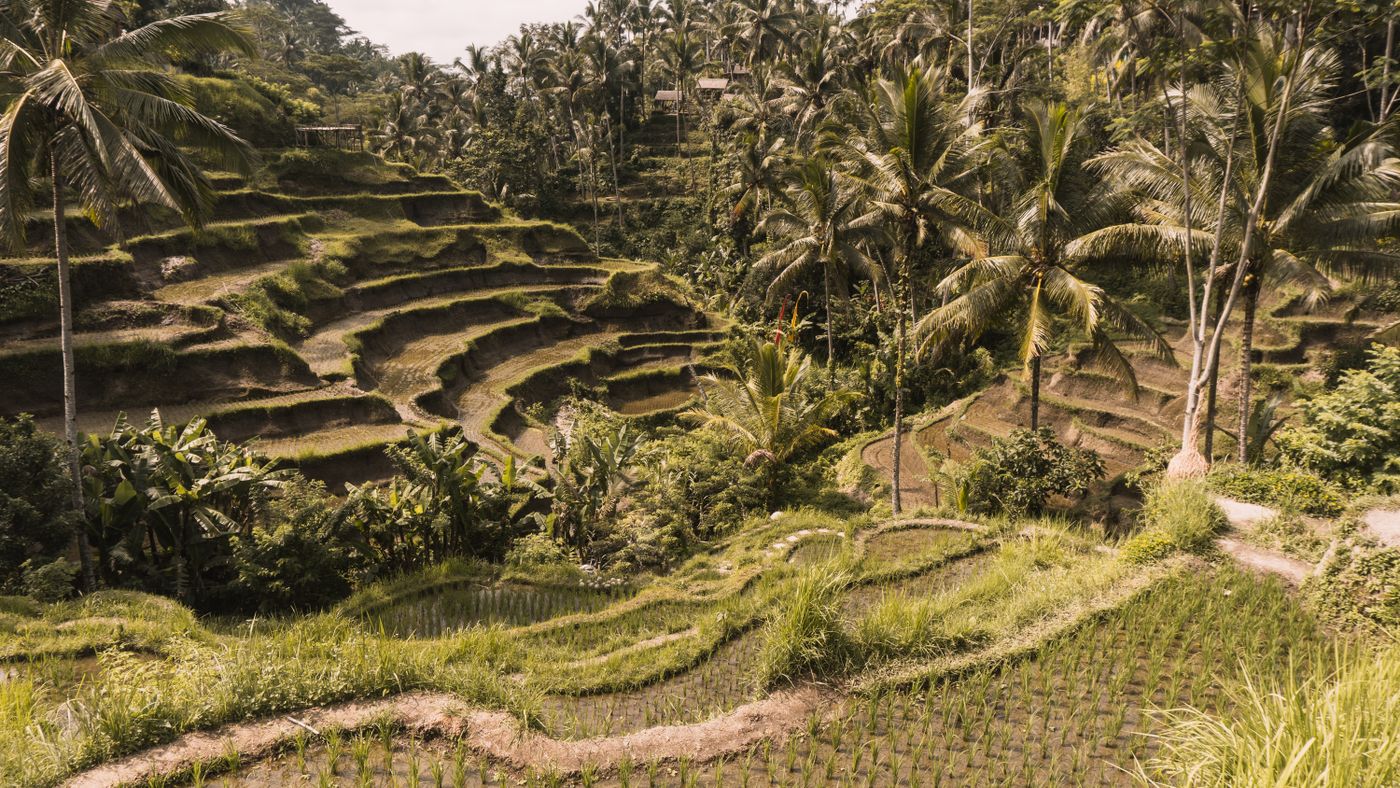 Terrazas de arroz de Tegalalang, Bali